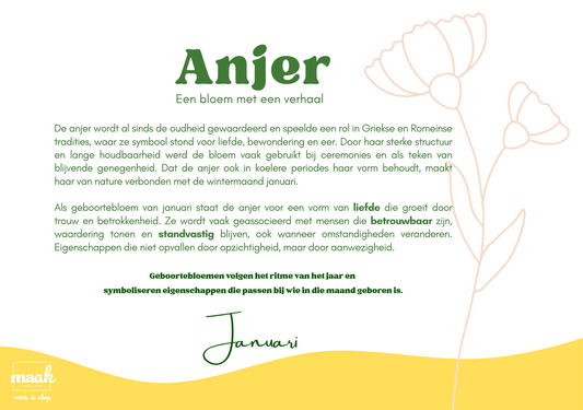 Informatieve afbeelding over de anjer als geboortebloem voor januari, met bloemenillustratie en uitleg, Maak Atelier glas in lood workshops.