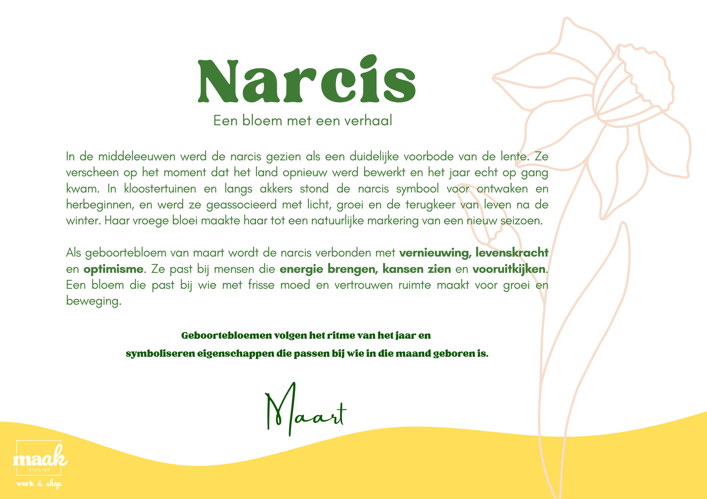 Narcis geboorte bloem illustratie met uitleg, symbool voor maart; Maak Atelier glas in lood bloemen Antwerpen.