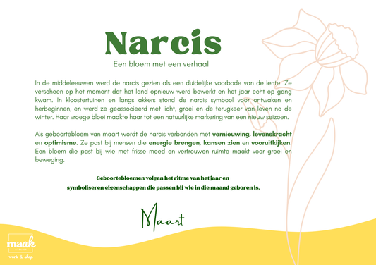 Narcis geboorte bloem illustratie met uitleg, symbool voor maart; Maak Atelier glas in lood bloemen Antwerpen.