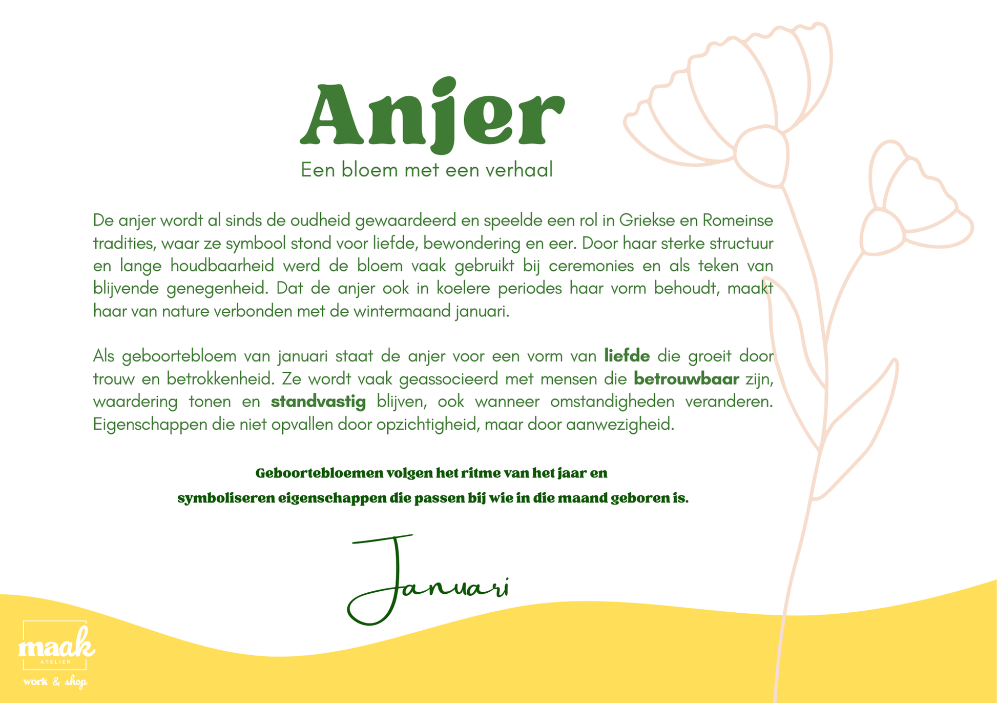 Informatieve afbeelding over de anjer als geboortebloem voor januari, met bloemenillustratie en uitleg, Maak Atelier glas in lood workshops.