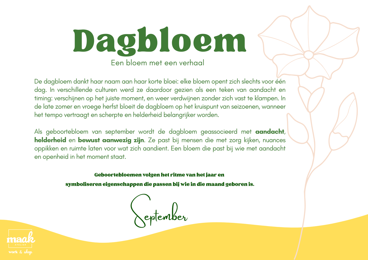 Informatief geboortebloem dagbloem september poster met glas in lood bloem illustratie van Maak Atelier, workshops Antwerpen.